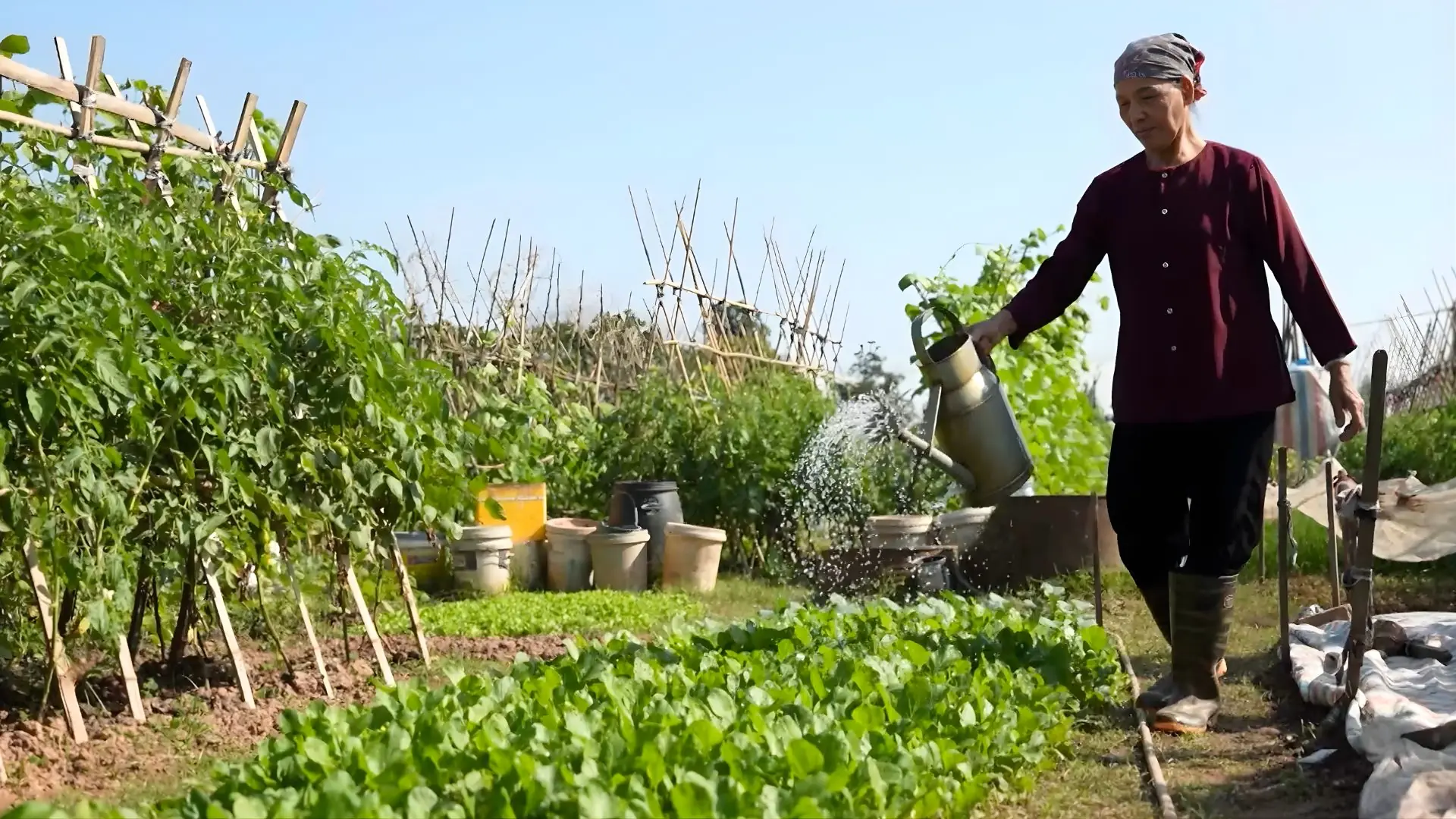 Nhộn nhịp mùa rau đông xuân bên sông Đuống
